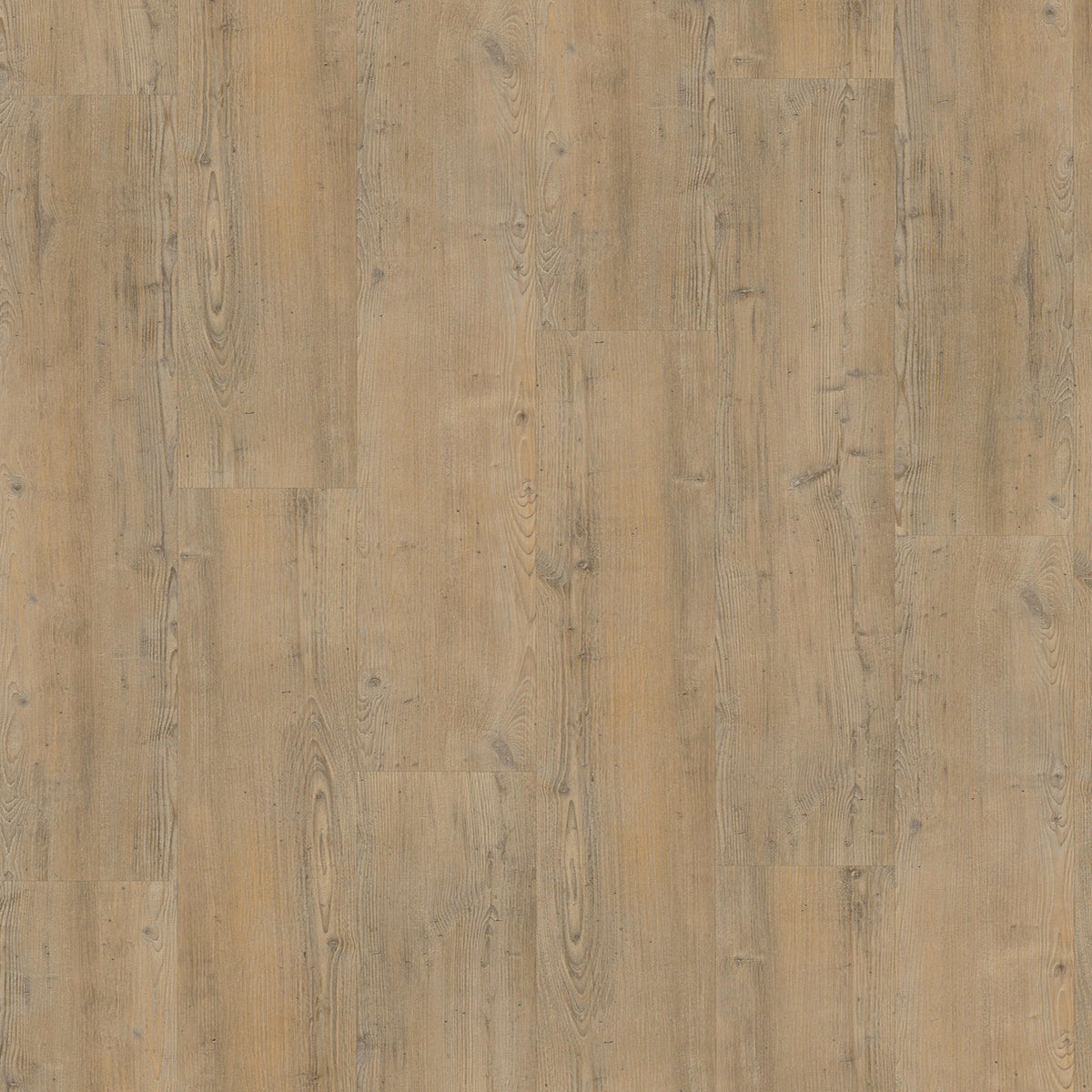 VivaFloors - Coniferous Wood 4203